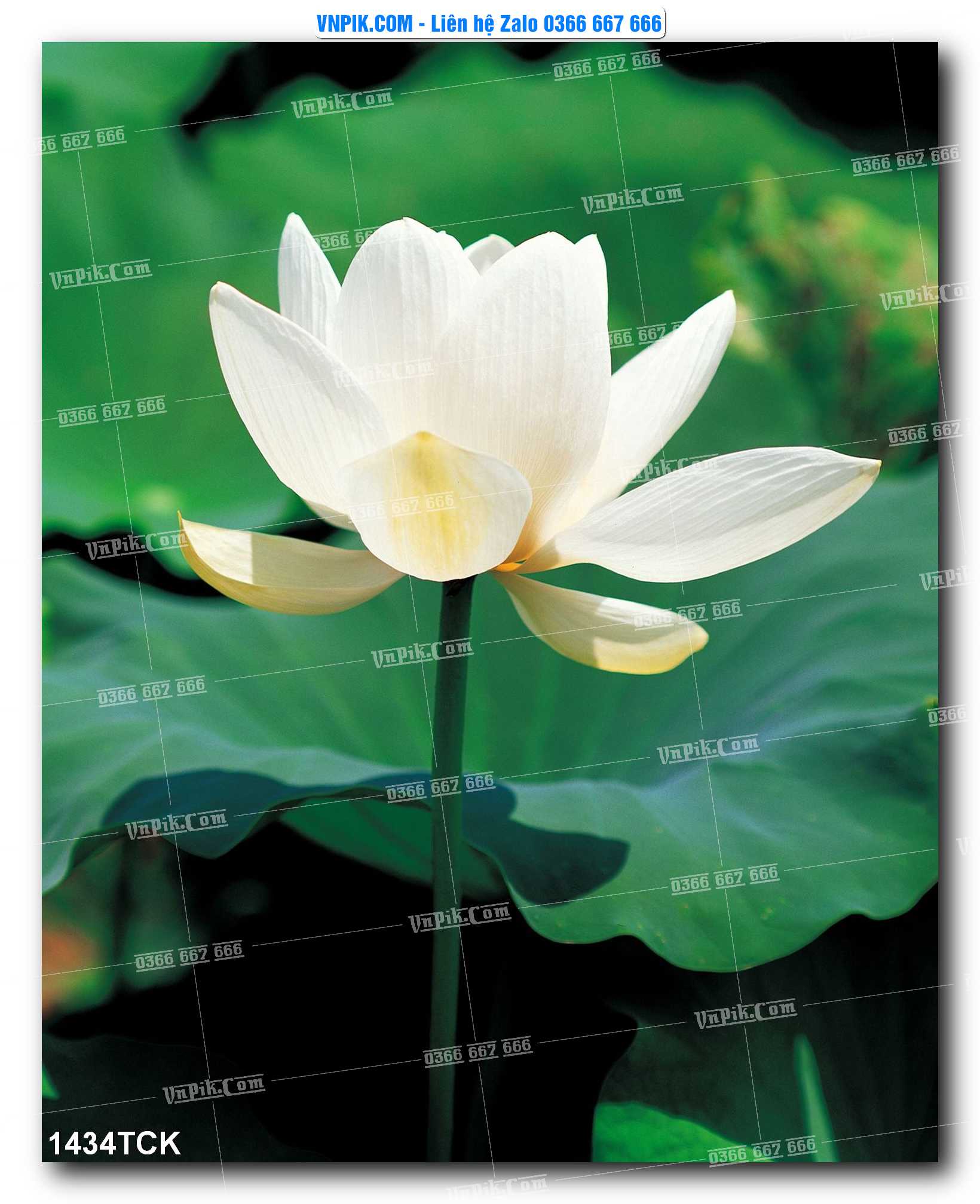 Tranh Hoa Sen – Cá Koi – Cá Chép 1434TCK